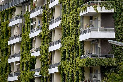 Britta Pedersen/dpa-Zentralbild/ZB | Grünpflanzen schaffen Verdunstungskühle - auch wilder Wein wie hier an einer Fassade in Berlin. 