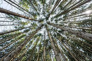 Silas Stein/dpa | Der Wald in Deutschland bleibt laut einem neuen Bericht unter «Dauerstress». (Archivbild)