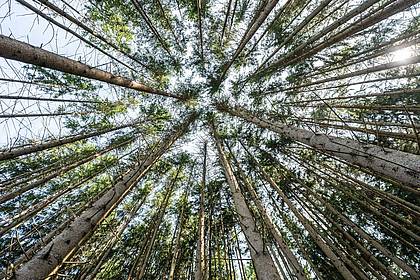 Silas Stein/dpa | Der Wald in Deutschland bleibt laut einem neuen Bericht unter «Dauerstress». (Archivbild)