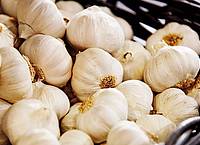 Monique Wüstenhagen/dpa-tmn | Knoblauch kommt in vielen Rezepten zum Einsatz. Je nach Technik riecht man ihn nach dem Verzehr.